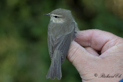 Lövsångare - Willow Warbler (Phylloscopus trochilus)