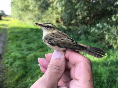 Sävsångare - Sedge Warbler (Acrocephalus schoenobaenus)
