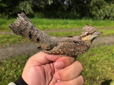 Göktyta - Eurasian Wryneck (Jynx torquilla)