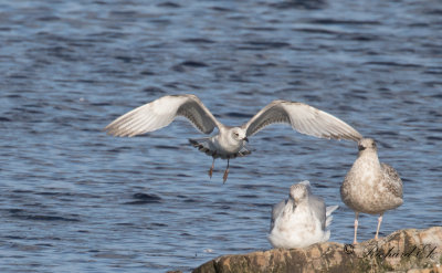 Svarthuvad ms - Mediterranean Gull (Larus melanocephalus)