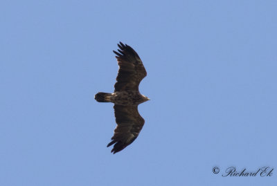 Mindre skrikrn - Lesser Spotted Eagle (Aquila pomarina)