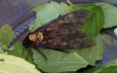 Ddskallesvrmare / Greater death's head hawk-moth (Acherontia atropos)