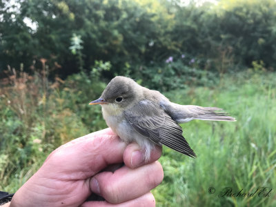 Härmsångare - Icterine Warbler (Hippolais icterina)