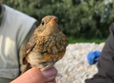 Rödhake - Eurasian Robin (Erithacus rubecula)