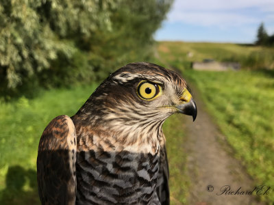 Sparvhök - Sparrowhawk (Accipiter nisus)