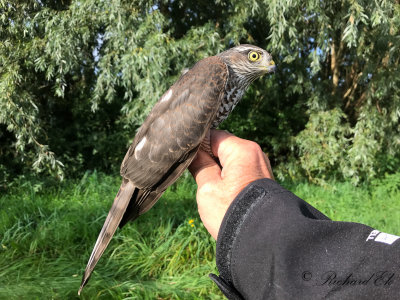Sparvhök - Sparrowhawk (Accipiter nisus)