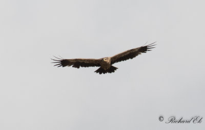Stpprn - Steppe Eagle (Aquila nipalensis)
