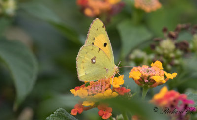 Rödgul höfjäril - Clouded Yellow (Colias croceus)