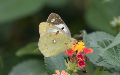 Rödgul höfjäril - Clouded Yellow (Colias croceus)