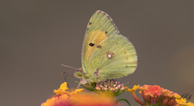 Rödgul höfjäril - Clouded Yellow (Colias croceus)
