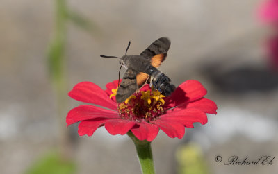 Större dagsvärmare - Hummingbird Hawk-moth (Macroglossum stellatarum)