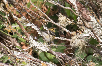 Orangestrupig skogssngare - Blackburnian Warbler (Dendroica fusca)