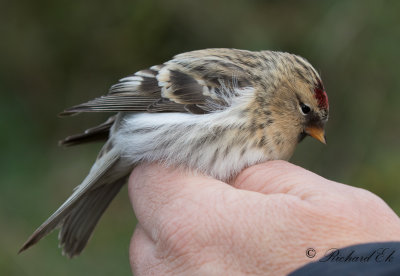 Snösiska - Arctic Redpoll (Carduelis hornemanni)