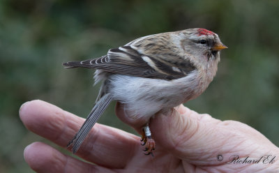 Snösiska - Arctic Redpoll (Carduelis hornemanni)