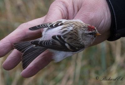 Snösiska - Arctic Redpoll (Carduelis hornemanni)