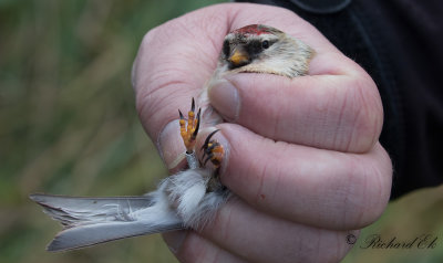 Snösiska - Arctic Redpoll (Carduelis hornemanni)