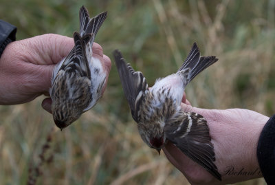 Snösiska - Arctic Redpoll (Carduelis hornemanni)