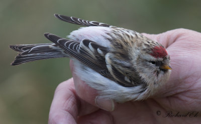 Snösiska - Arctic Redpoll (Carduelis hornemanni)