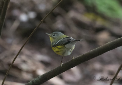 Magnoliaskogsångare - Magnolia Warbler (Setophaga magnolia)