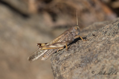 Europeisk vandringsgräshoppa - Migratory Locust (Locusta migratoria)