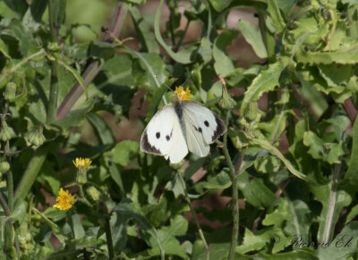 Kålfjäril - Large White (Pieris brassicae)