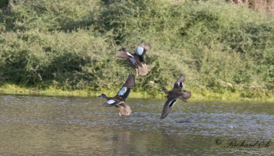 Blue-winged teal and European teal