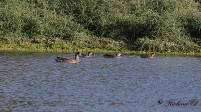 American Wigeon, 2 Blue-winged teal and European teal