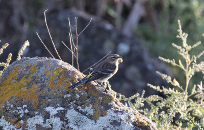 Gulgumpad skogssngare - Myrtle Warbler (Setophaga coronata coronata)