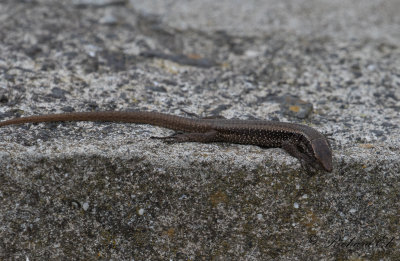 Madeiran wall lizard (Teira dugesii)