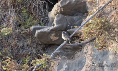 Kanariebuskskvtta - Fuerteventura Chat (Saxicola dacotiae)