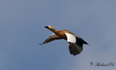 Rostand - Ruddy Shelduck (Tadorna ferruginea)