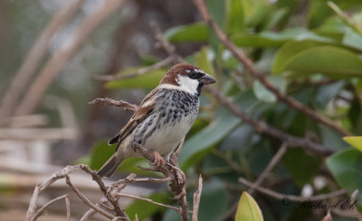 Spansk sparv - Spanish sparrow (Passer hispaniolensis)