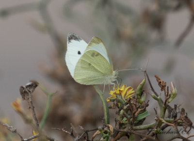 Rovfjril - Small White (Pieris rapae)