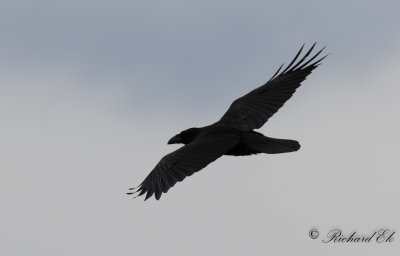 Korp - Canary Islands Raven (Corvus corax tingitanus)
