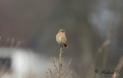 Svarthakad buskskvätta - Stonechat (Saxicola rubicola)