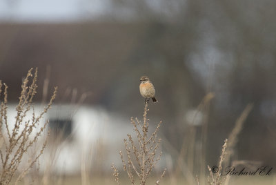 Svarthakad buskskvätta - Stonechat (Saxicola rubicola)