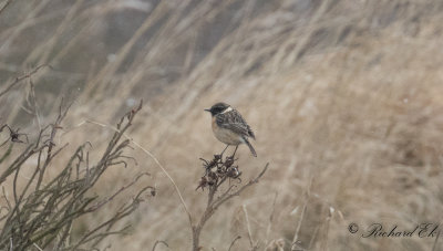 Svarthakad buskskvätta - Stonechat (Saxicola rubicola)