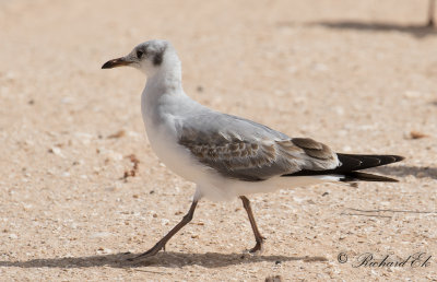 Grhuvad ms - Grey-headed gull (Chroicocephalus cirrocephalus)
