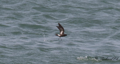 Stormsvala - European storm-petrel (Hydrobates pelagicus)