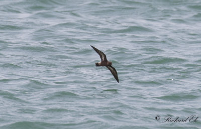 Stormsvala - European storm-petrel (Hydrobates pelagicus)