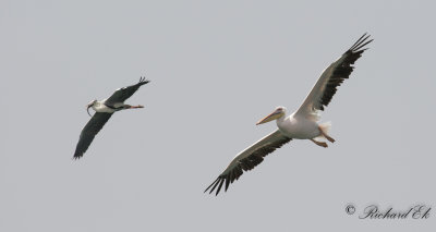 Grey Heron and White Pelican