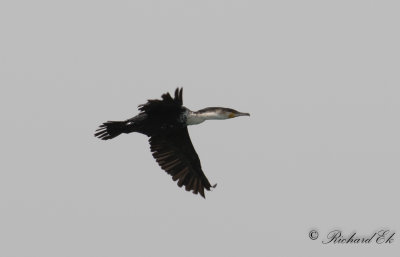 Vitbrstad skarv - White-breasted Cormorant (Phalacrocorax lucidus)