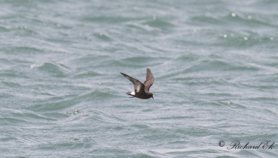 Stormsvala - European storm-petrel (Hydrobates pelagicus)