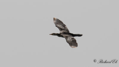 Lngstjrtad skarv - Reed Cormorant (Phalacrocorax africanus)