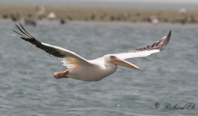 Vit pelikan - White Pelican (Pelecanus onocrotalus)