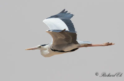 Grhger - Mauritanian Grey Heron (Ardea cinerea monicae)