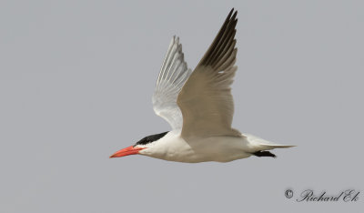 Skrntrna - Caspian Tern (Sterna caspia)