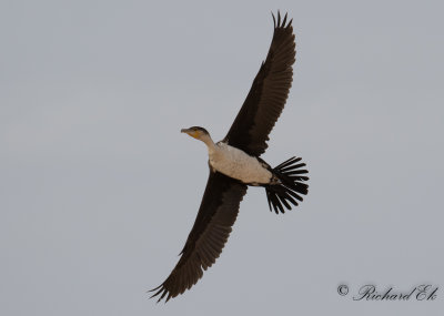 Vitbrstad skarv - White-breasted Cormorant (Phalacrocorax lucidus)