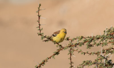 Sudanguldsparv -  Sudan Golden Sparrow (Passer luteus)