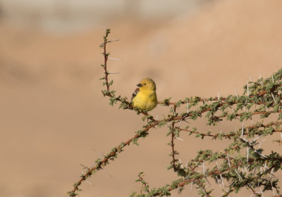 Sudanguldsparv -  Sudan Golden Sparrow (Passer luteus)